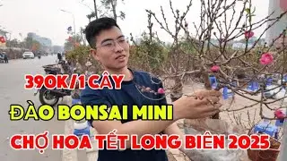 Tết Hà Nội 2025- Đồng Giá Đào Bonsai 390k/1 Cây To Vậy Vã Tại Chợ Hoa Tết Long Biên