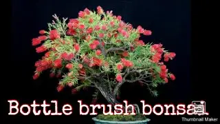 Bottle brush Bonsai. #bottle brush , # bonsai. AZIZ art creation