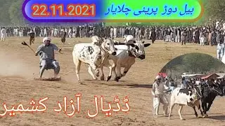 Bull Race Chalayar 2021 | Bull Race Chalayar Preni Dadyal Azad Kashmir | Faizan Zafar Official |