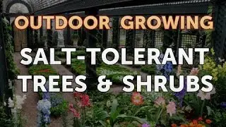 Salt-Tolerant Trees & Shrubs