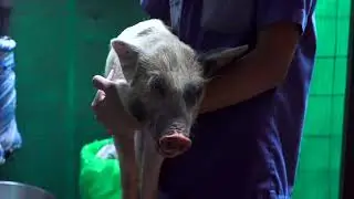 A Second Chance for George: Eye Vet Team Takes on Head Trauma in a Rescued Piglet - Episode 35