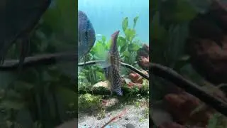 Discus Fish Keeping