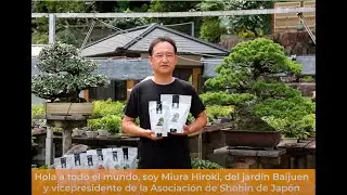 El secreto de Hiroki Miura - Mistral Bonsai