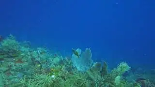Whitespotted Filefish