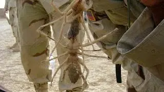 Top 5 Biggest Spiders In The World