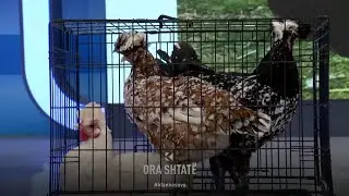 Demokrat Mujota prezanton disa prej racave autoktone t&euml; pulave!