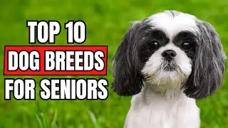 Top 10 BEST Dog Breeds For Seniors