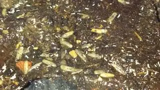 Colembolos !!