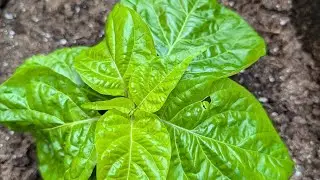 PRUNING MY PEPPER FOR A BUSHIER PLANT AND MORE FRUITS