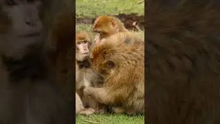 Cutest video online today #cutedog #cuteplanet #pets #cute #smile