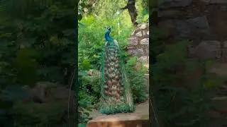 Mr. Majestic mesmerising ....#peafowl#reelkarofeelkaro #peacock#beautiful#feathers