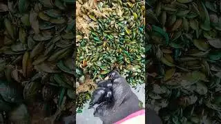 趕海撿青口貝，密密麻麻的好多哦!  #趕海 #趕海生活 #戶外 #解壓