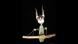 Haltungstipps für idolomantis diabolica/Großen Teufelsblume