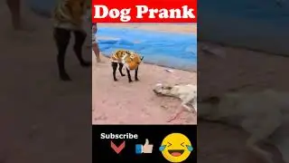 🐯Prank Dog 😂 | Dog Wear Tiger Mask Fake Tiger So Funny Dogs Prank Try To Stop Laugh 2024 🐕