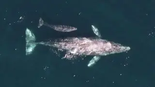 Gray Whale Northbound Migration Through Monterey Bay