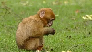 A Brown Monkey Eating Bread | [ Copyright Free Video ]