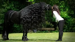 As raças de cavalos mais bonitas do mundo