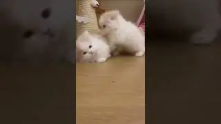 Cute Behavior of Kittens 🐾🤣#funnyvideo #cute #cat #shorts