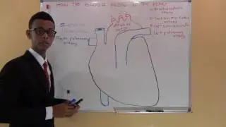 HOW THE BLOOD FLOW IN THE HEART. Dr faris