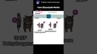 Glycolysis in a nutshell. #PFK-1 #catmeme #medicalmemes #biochemistry