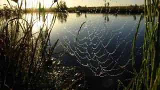 Time-lapse: spiderweb with dew drops 2