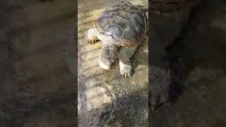 Morning bonding time with our Gizmo..my uncommon snapping turtle puppy