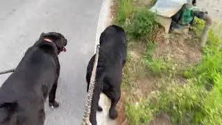 Walking in country Korea with my dog
