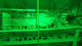 Arboretum Accelerated Timelapse 3wk to 3min Phase1