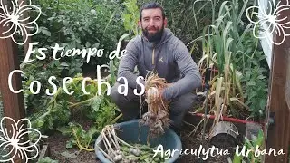 La Primera Gran Cosecha en un Espacio Pequeño | Agricultura Urbana en el Sur de Chile 🌱🥬