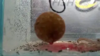 Greedy Fish на бойле, дипование