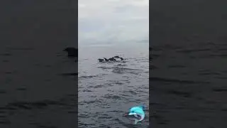 Dolphins in Bohol, Philippines