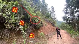 山路边发现一条10米长的&ldquo;过山龙&rdquo;，拍给大家看一下，是啥样子的