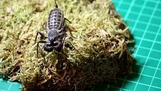 ArachnoTube SHORTS  - Giant Vinegaroon (Mastigoproctus gigantea) Handling