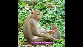 Cutest Hybrid baby monkey, Rainbow is a poor baby of Rose, Currently she stay with Libby
