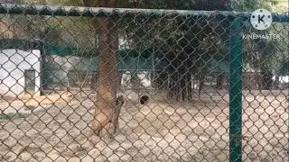 Allen forest zoo