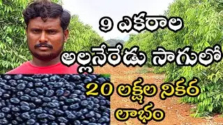 Alla Neredu Sagu In Telugu | Alla Neredu Cultivation | Alla Neredu Farming | అల్లనేరేడు సాగు.