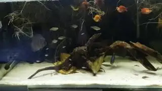 Tank Time - Discus Tank Autumn Style (from October 11, 2016)