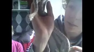 My Ghost Cornsnake