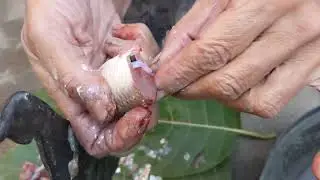 ভাওনা মাছ  কেনেকৈ বাছিব ?😀