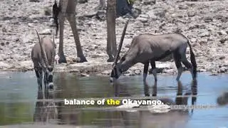 Okavango Delta Documentary | Botswana Wildlife, Safari Animals & Conservation Story