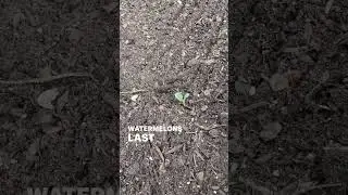 We have volunteers in the garden!