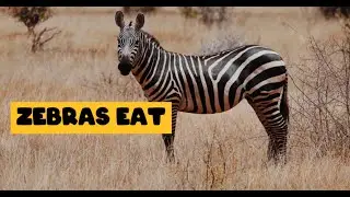 What do Zebras Eat || Zebra Diet in the Wild and Captivity ||