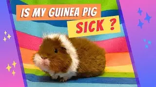 Is my  Guinea Pig SICK? Common SIGNS of illness.