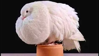 Le pigeon boulant Marchenero 🕊️🌾🇪🇸