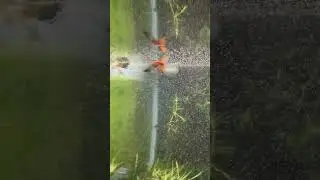 Baby Guppies Hiding in the Moss