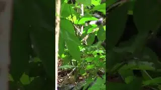 Snakes Fall From Sky