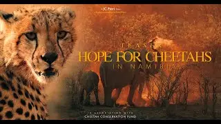 TEASER - Hope for Cheetahs in Namibia : Sauver les gu&eacute;pards de l'extinction
