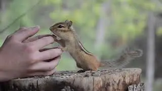 Chipmunk Antics Part 1