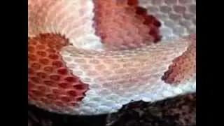 Connecticut Wildlife Presentation