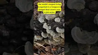 The Unique Fungus